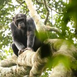 Afbeelding voor Nyungwe Forest Nationaal Park