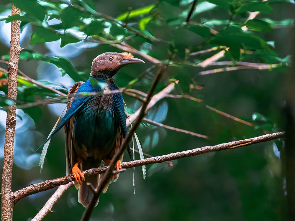 Vogels kijken op Halmahera