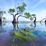 Afbeelding voor Sumba