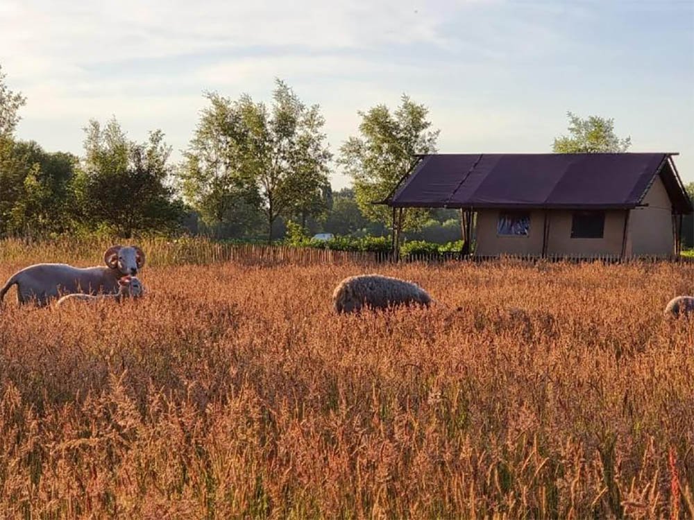 Glamping in Gelderland