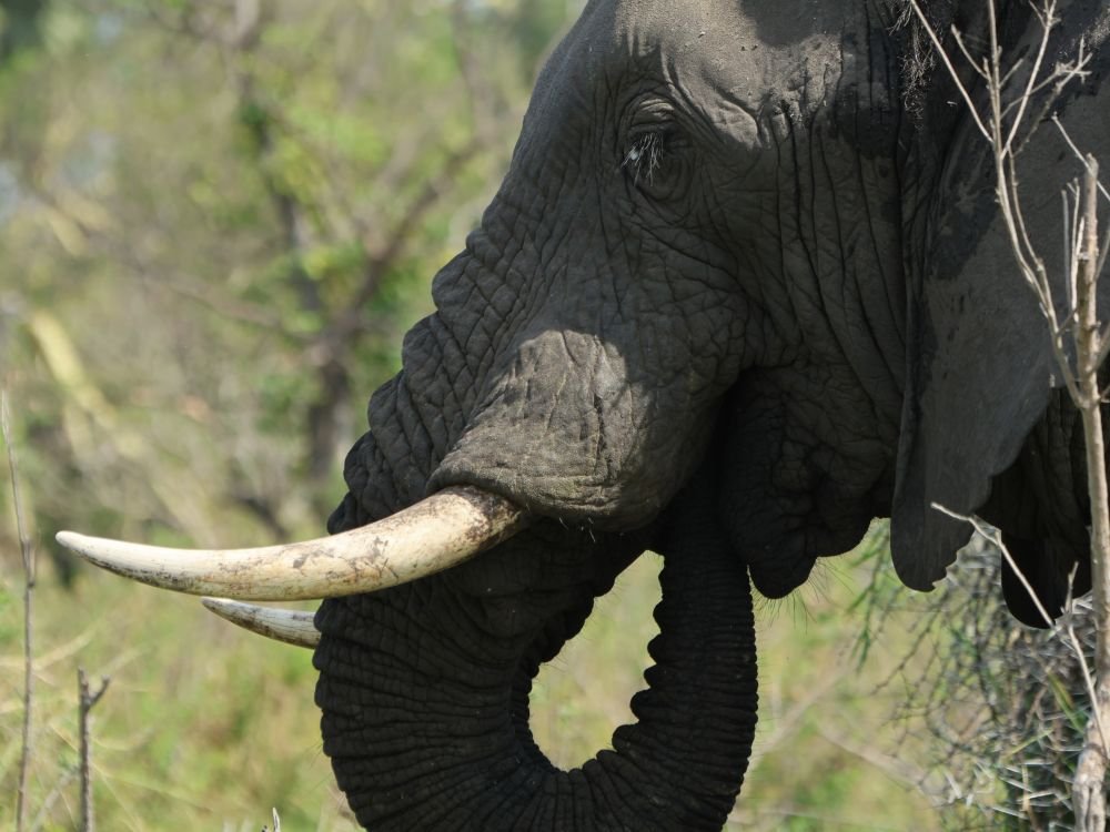 Olifant