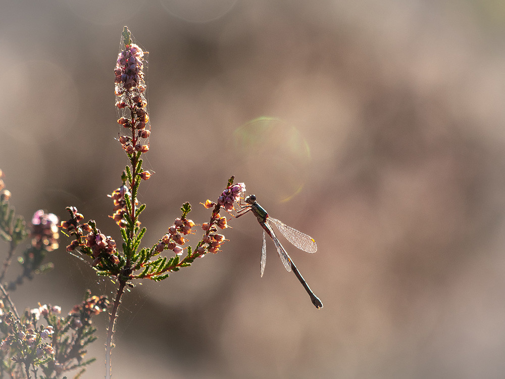 Dieren spotten Groene Woud