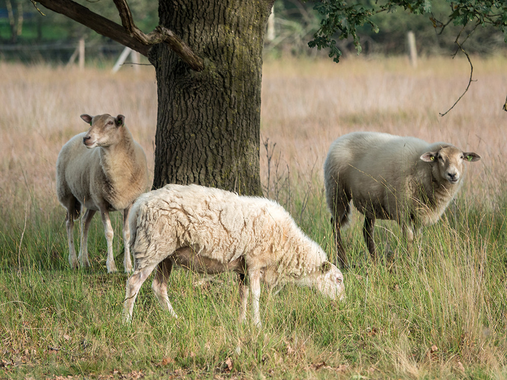 Schapen bij Putten