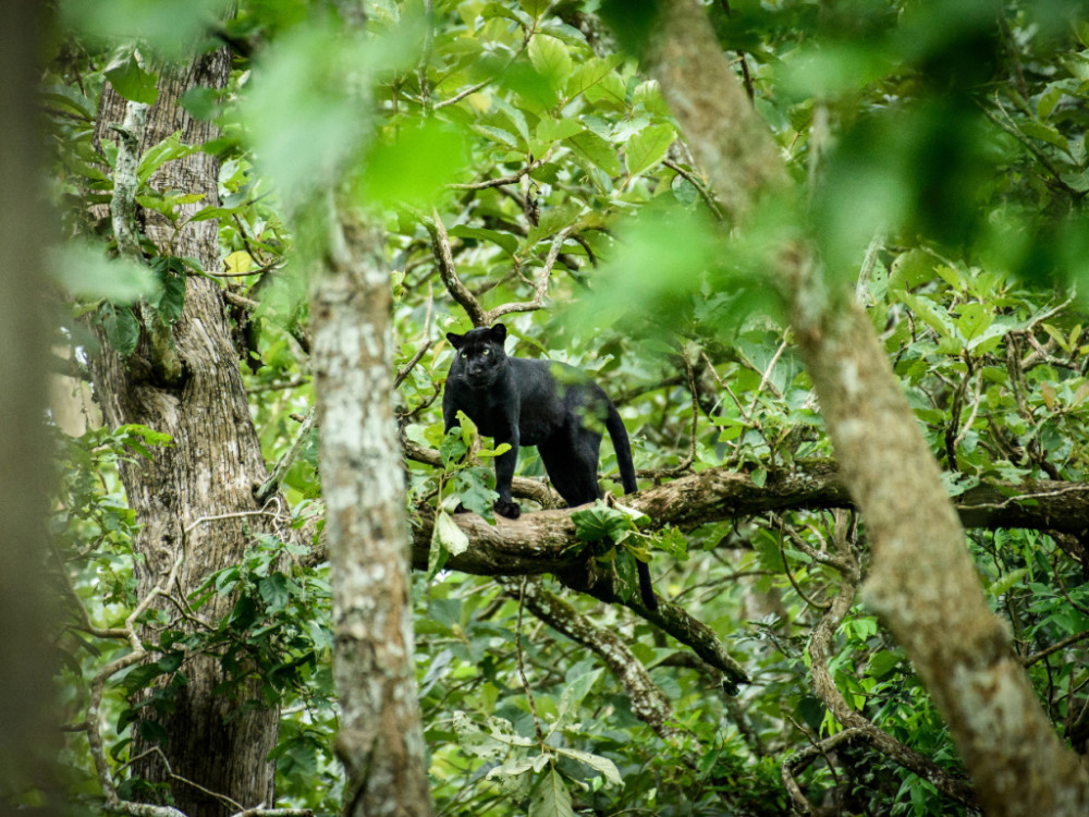 Zwarte panter in de West-Ghats