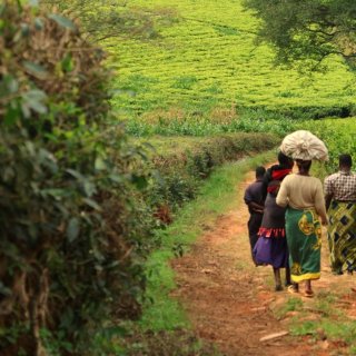 Afbeelding voor Malawi