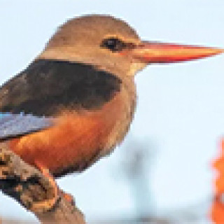 Afbeelding voor Inezia Tours - Vogelreis Oman