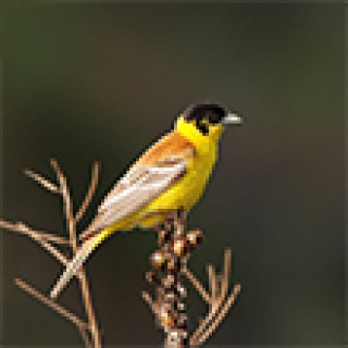 Afbeelding voor BirdingBreaks - Vogelreizen Bulgarije