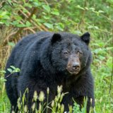 Afbeelding voor Beren spotten