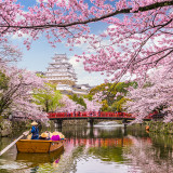 Afbeelding voor Kersenbloesem in Japan