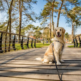 Afbeelding voor Overnachten met hond in Nederland