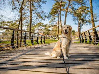 Afbeelding bij Overnachten met hond Nederland