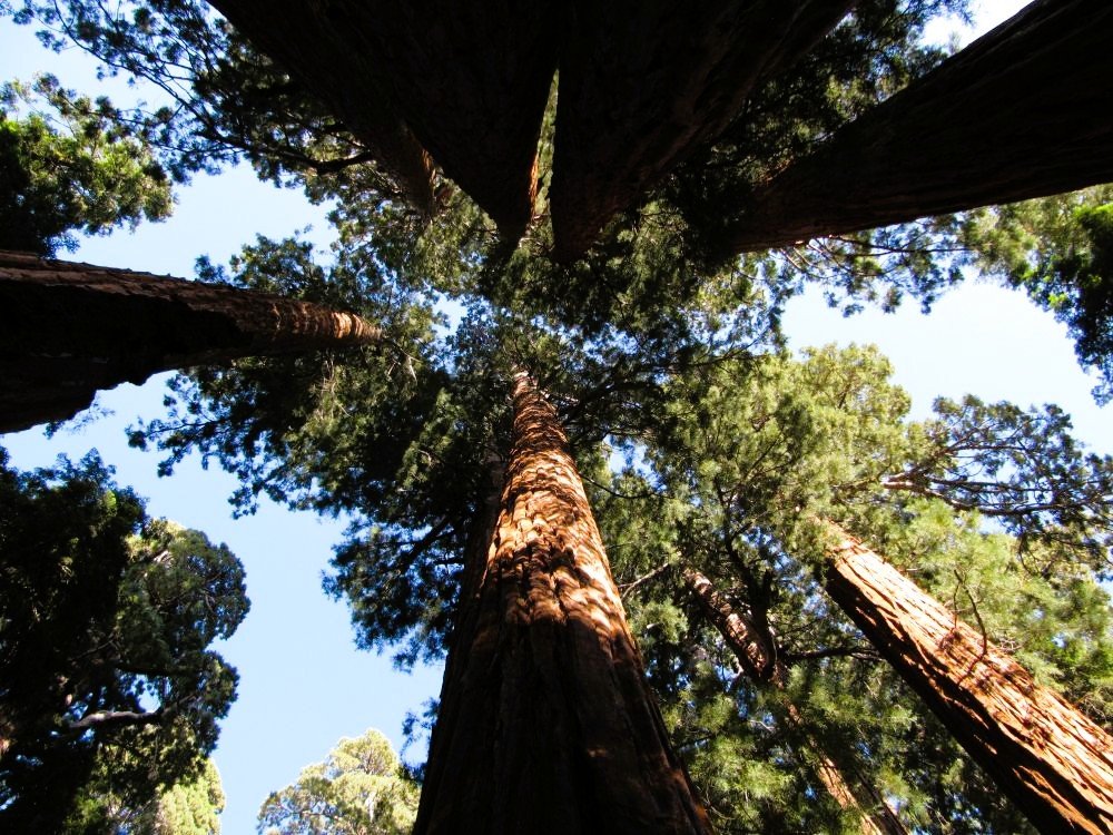 Sequoia