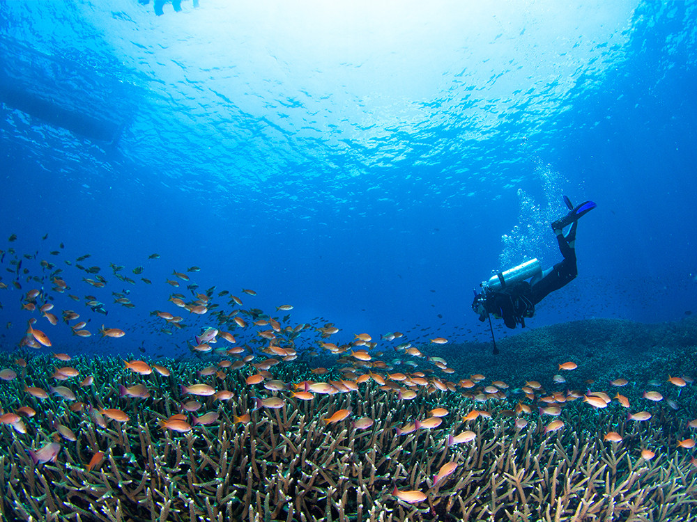 Duiker bij Nusa Penida