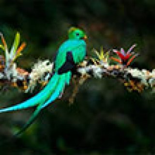 Afbeelding voor Voja Travel - Ultiem Costa Rica