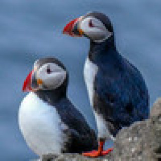 Afbeelding voor Manawa - Walvissen en Puffins