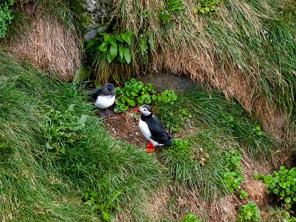 Vogels spotten in IJsland