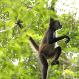 Afbeelding voor Dieren in Mexico