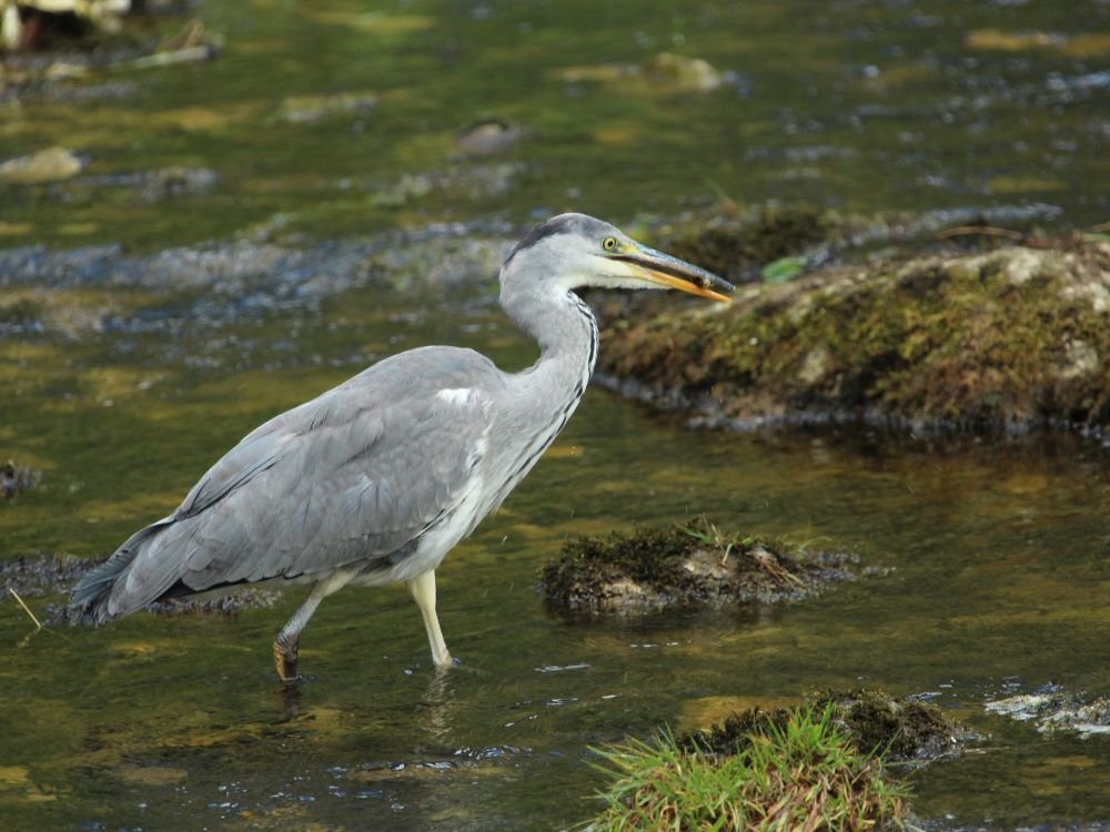 Zilverreiger