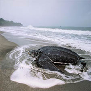 Afbeelding voor GetYourGuide - Schildpadden Trinidad