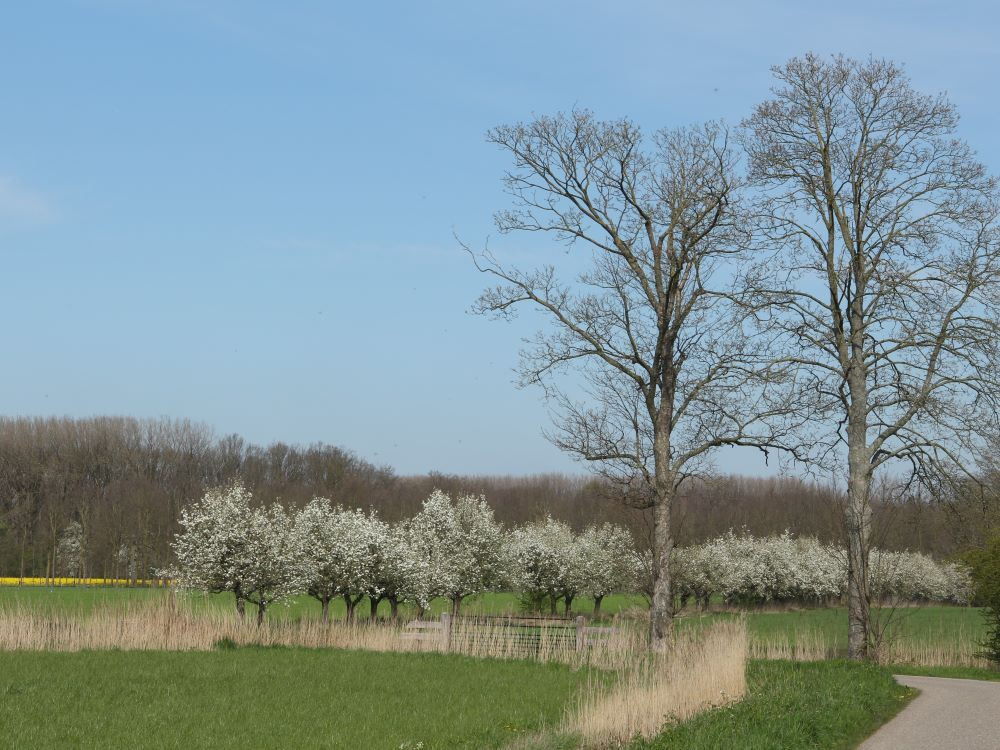 Natuur Betuwe