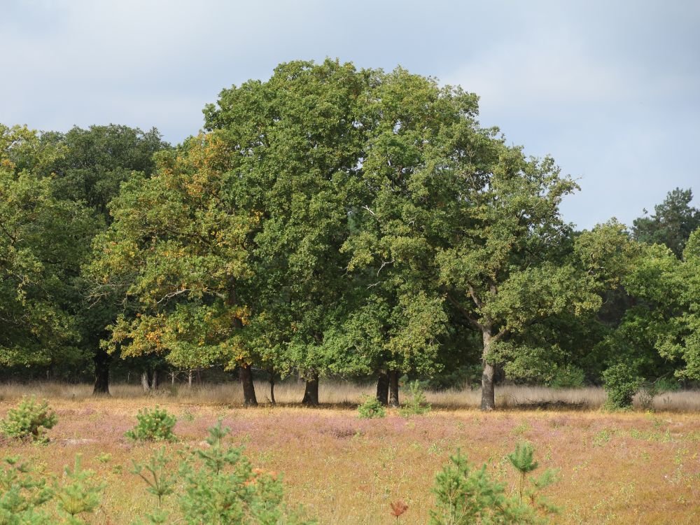 Mooie natuur