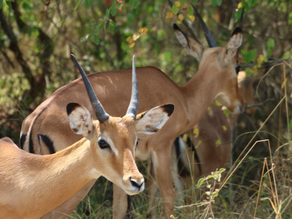 impala