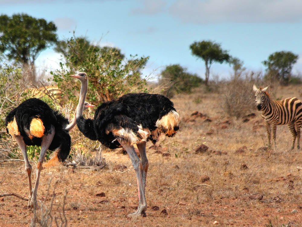 Diervriendelijke initiatieven in Kenia