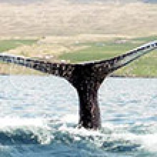 Afbeelding voor Voigt Travel - Fly-drive IJsland compleet