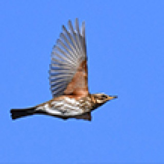 Afbeelding voor BirdingBreaks - Vogelreizen Vlieland