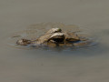 Wildlife spotten