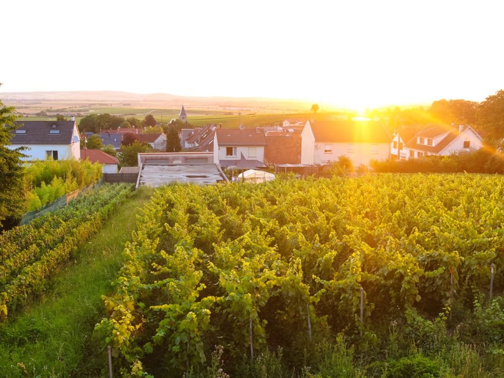 Ochtend in de Champagnestreek