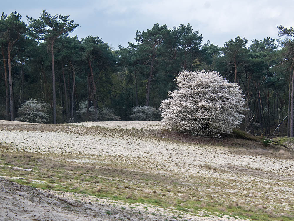 Bloeiende krentenbomen op de zandverstuiving