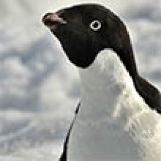 Afbeelding voor PANGEA Travel - Antarctica