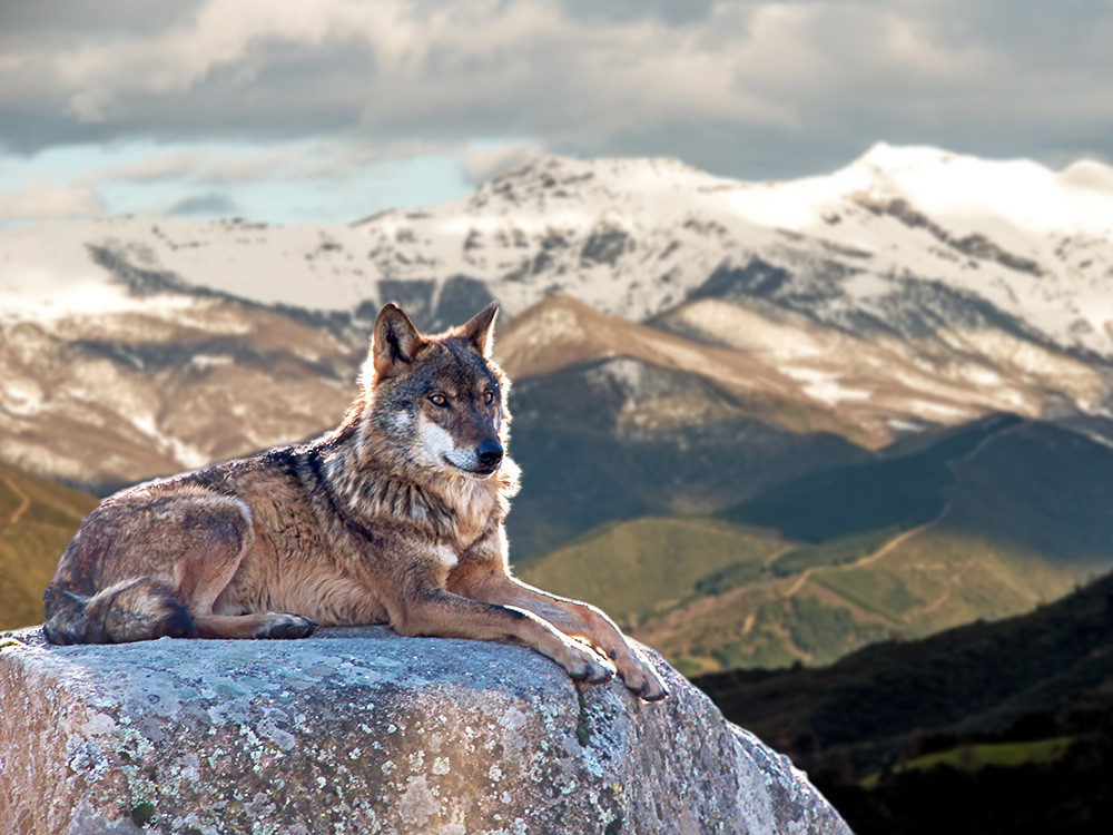 Wolven in Spanje