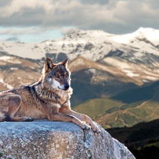 Afbeelding voor Wolven in Spanje