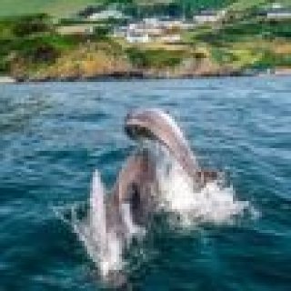 Afbeelding voor RIksja Travel - Clare bouwsteen