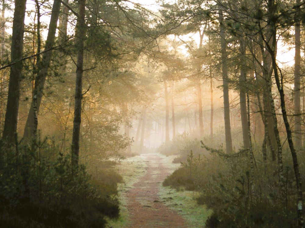 Natuur bij Apeldoorn