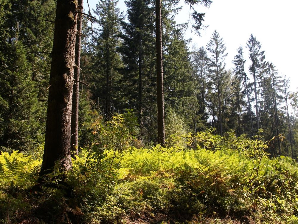 Door het bos