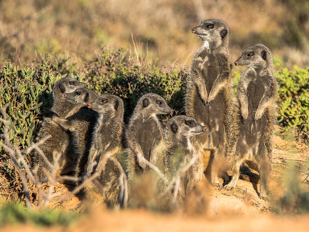 Meerkatsafari