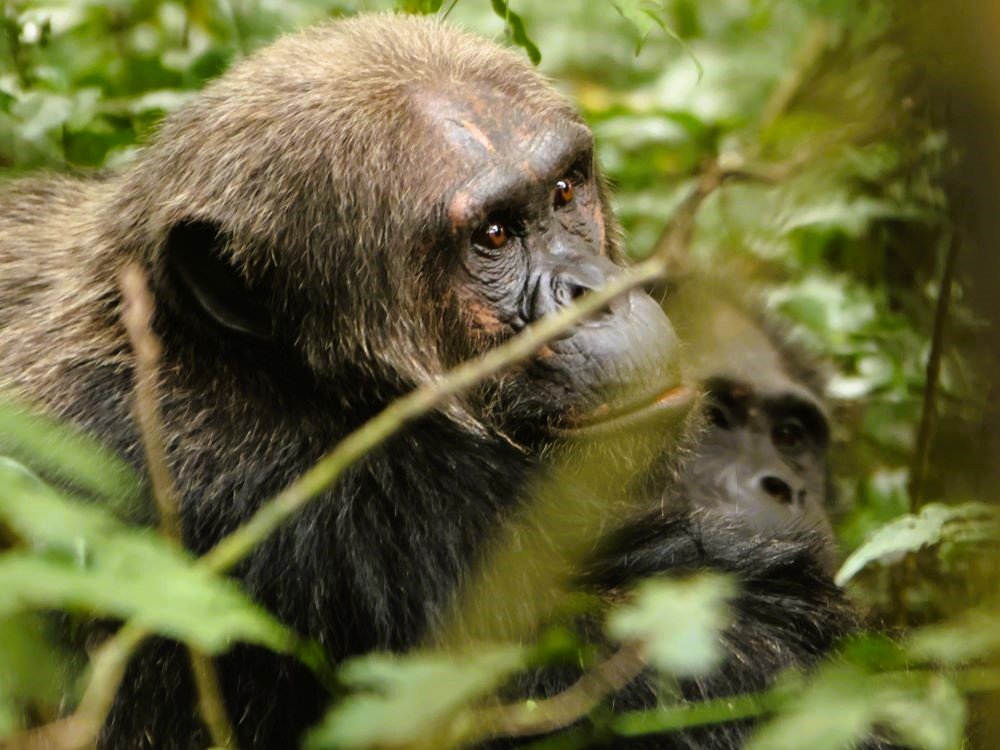 Chimpansee