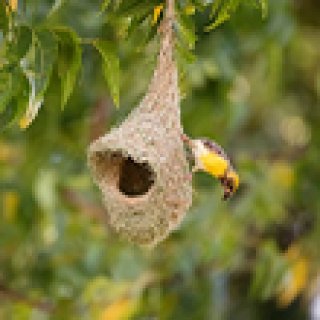 Afbeelding voor Van Verre - 3-daagse bouwsteen vogels spotten