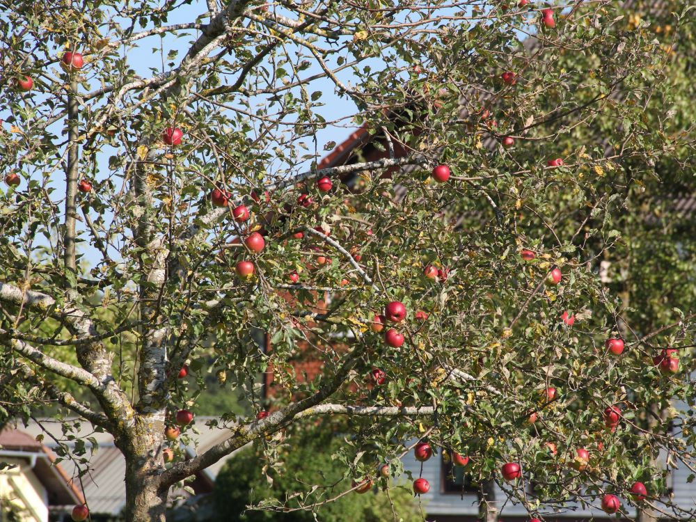 Appelbomen