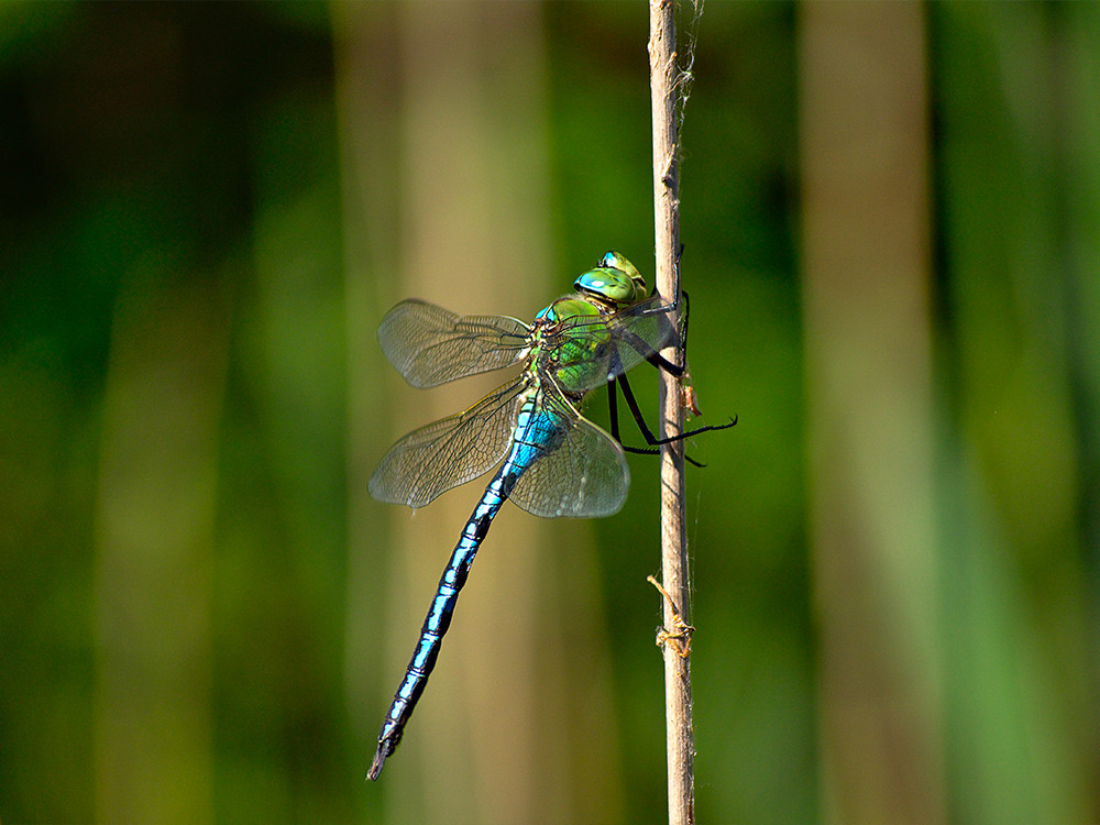 Fauna in Winterswijk