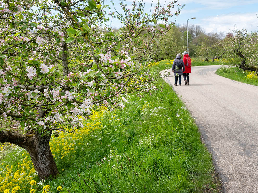 Wandelen in de Betuwe