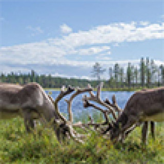Afbeelding voor Buro Scanbrit - Rondreizen Lapland