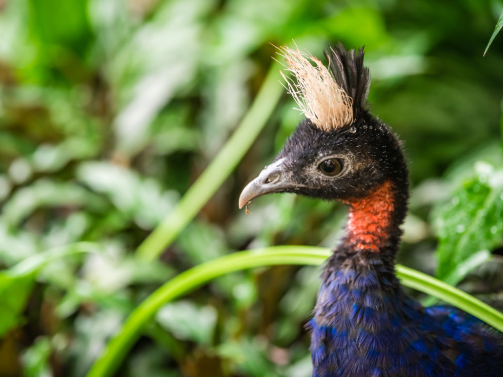 Vogels in Congo