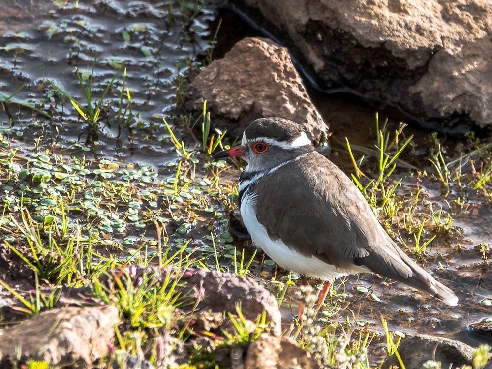 Vogels Sanipas