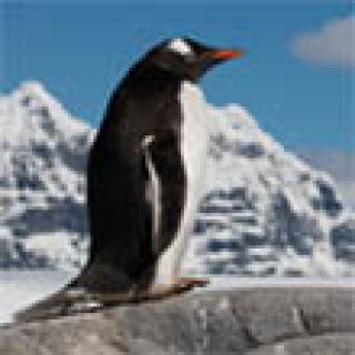 Afbeelding voor Ander Licht Reizen - Antarctica