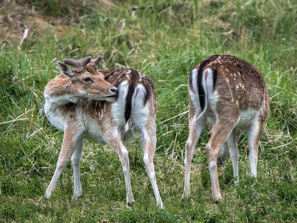 Damherten AWD