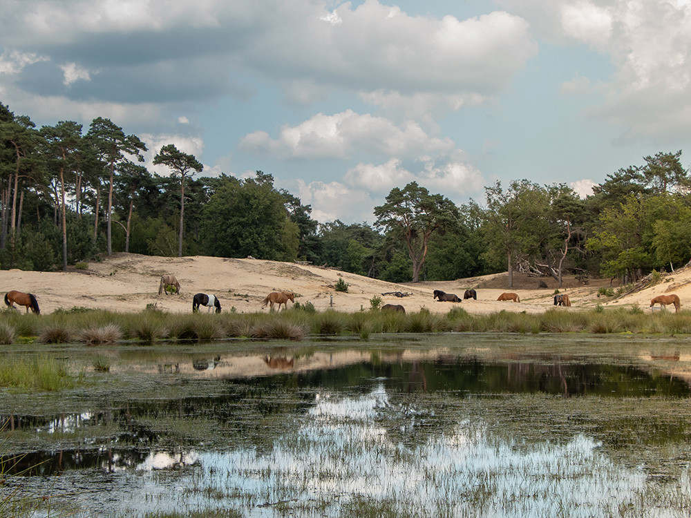 Dieren Groene Woud